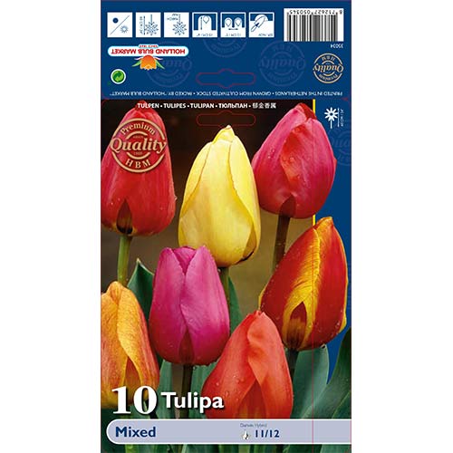Tulipany Darwina, mix kolorów - Cebule. Ilość w opakowaniu: 10 szt. - GradinaMax