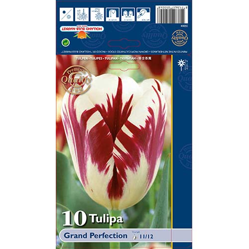 Tulipan Triumph Grand Perfection - Cebule: Ilość w opakowaniu: 10 szt. - GradinaMax