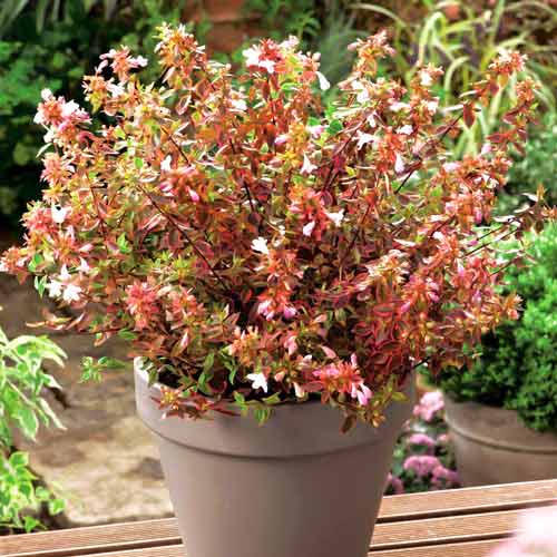 1 buc, Abelia Grandiflora Sunshine Daydream - : Mod de ambalare: 1 buc