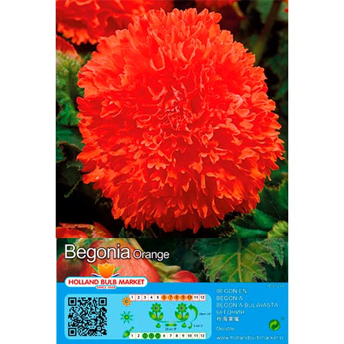 2 buc, Begonie Fimbriata Orange - Bulbi: Mod de ambalare: 2 buc