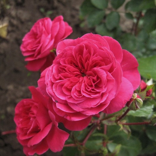 1 saz, Růže floribunda Sava Reka - : Monžstvo balíkov: 1 saz