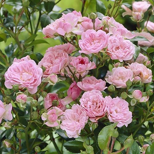 1 saz, Růže floribunda The Fairy - : Monžstvo balíkov: 1 saz