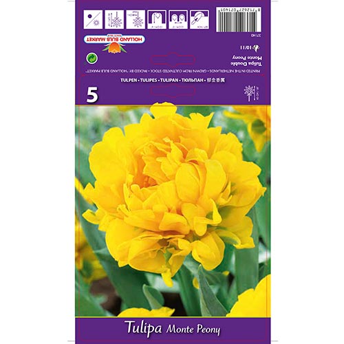Tulip Monte Peony - Bulbos: Ilość w opakowaniu: 5 bulbe