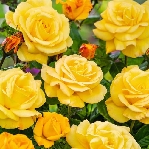 Rosa de flor grande Arthur Bell - Plântulas: Ilość w opakowaniu: 1 plant