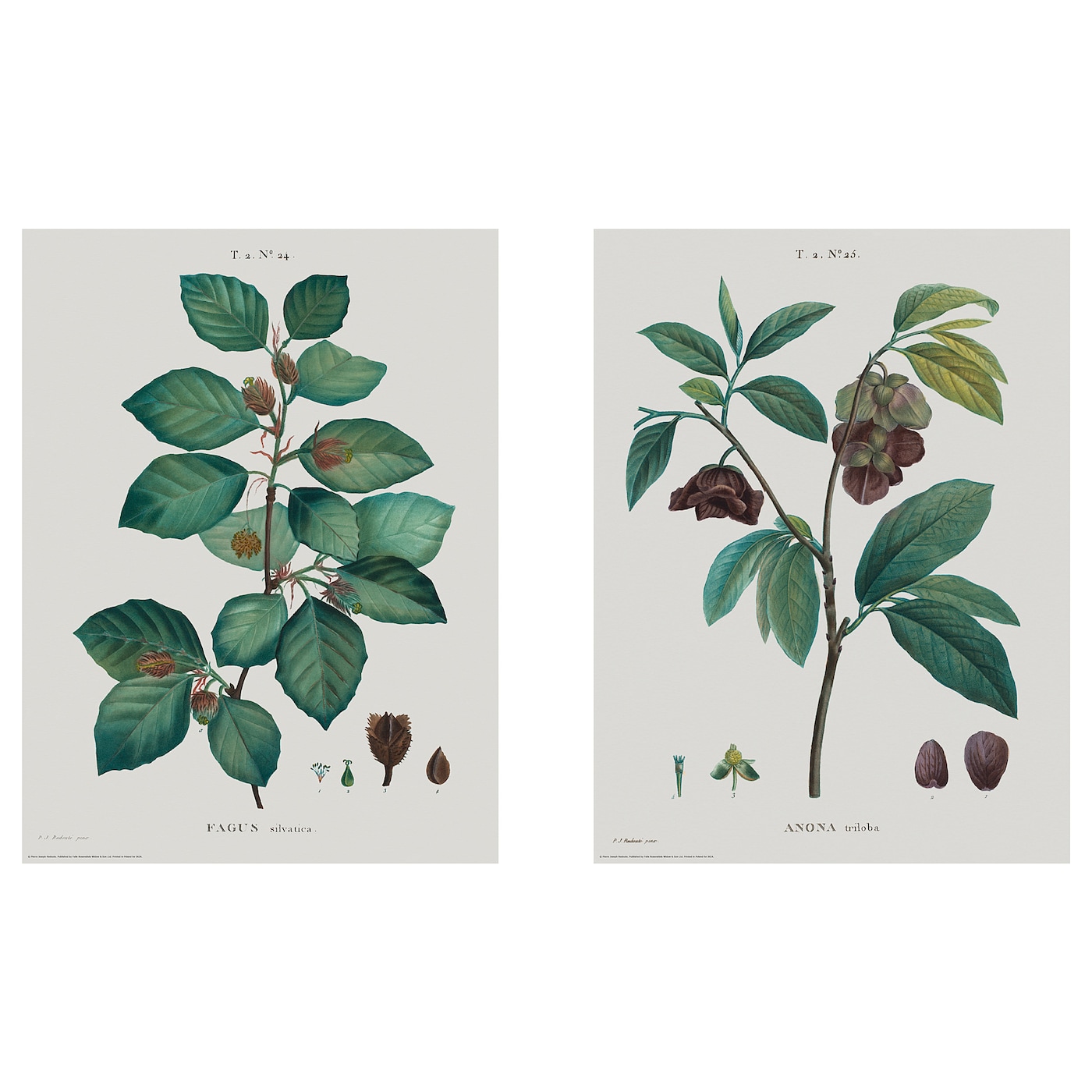 IKEA BILD Plakat, Studium botaniczne II, 30x40 cm