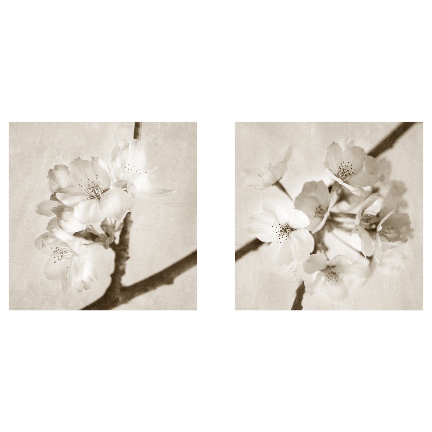IKEA BILD Plakat, Flora Maia, 50x50 cm