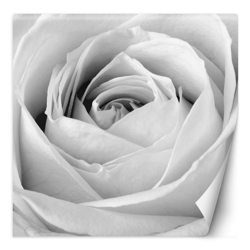 Fototapeta Feeby Biała róża kwiat natura 300x300 1 szt