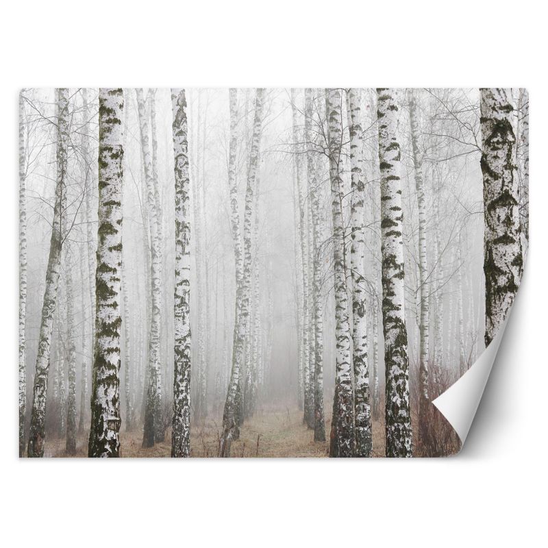 Fototapeta Feeby Las brzozowy we mgle 200x140 1 szt