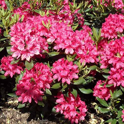 1 sadz, Rhododendron (Różanecznik) Pearce's American Beauty - Sadzonki: Ilość w opakowaniu: 1 sadz