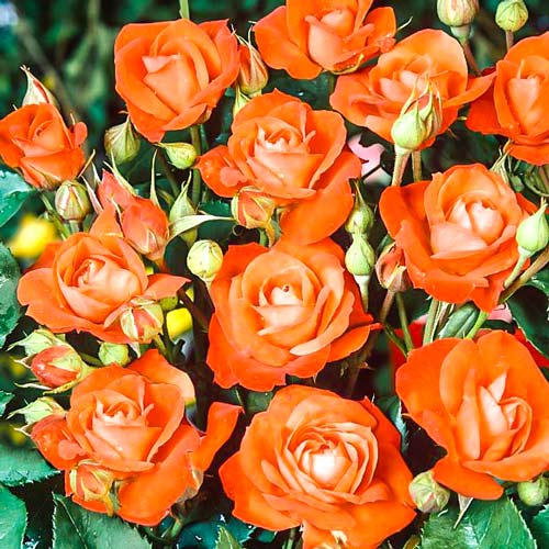 1 szt, Róża bukietowa Orange Sensation - Sadzonki: Ilość w opakowaniu: 1 sadz