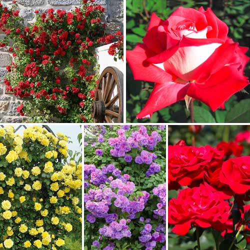 Zestaw róż pnących Top Garden, 5 sadzonek - Sadzonki. Ilość w opakowaniu: 5 sadz - GradinaMax