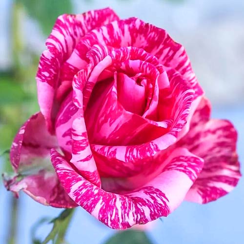 1 szt, Róża wielkokwiatowa Pink Claud - Sadzonki: Ilość w opakowaniu: 1 sadz