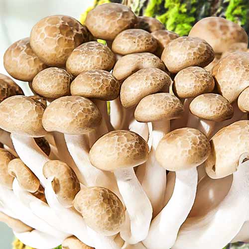 1 szt, Shimeji - Grzybnia: Ilość w opakowaniu: 12 szt