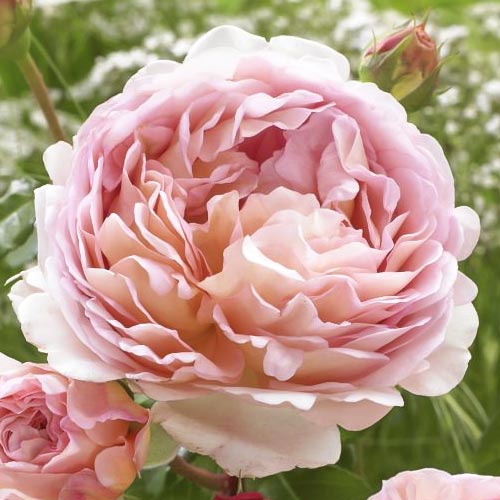 1 sadz, Róża rabatowa Abraham Darby - Sadzonki: Ilość w opakowaniu: 1 sadz