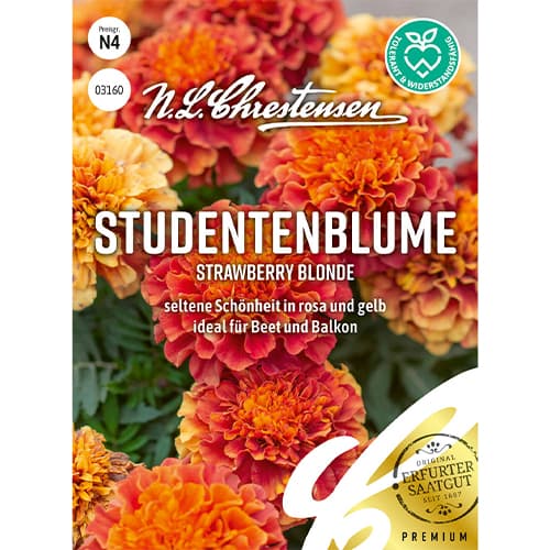 Aksamitka rozpierzchła Strawberry Blonde - Nasiona. Ilość w opakowaniu: 1 opak - GradinaMax