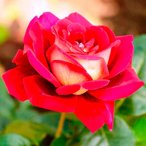 1 szt, Róża (Rosa) wielkokwiatowa Kronenburg - Sadzonki: Ilość w opakowaniu: 1 sadz