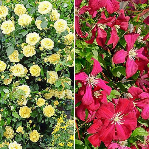 2 sadz, Super oferta! Zestaw Powiew lata, róża i clematis - Sadzonki: Ilość w opakowaniu: 2 sadz