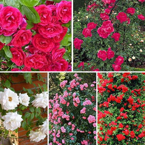 5 sadz, Super oferta! Zestaw róż pnących Top Garden, 5 sadzonek - Sadzonki: Ilość w opakowaniu: 5 sadz