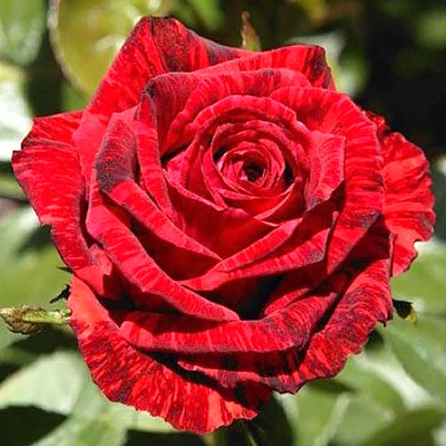 1 szt, Róża wielkokwiatowa Red Intuition - Sadzonki: Ilość w opakowaniu: 1 sadz