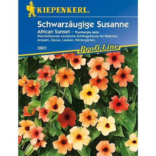 Tunbergia oskrzydlona Susanne African Sunset - Nasiona. Ilość w opakowaniu: 1 opak - GradinaMax