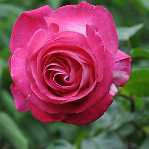 1 sadz, Róża bukietowa Pink Tom - Sadzonki: Ilość w opakowaniu: 1 sadz