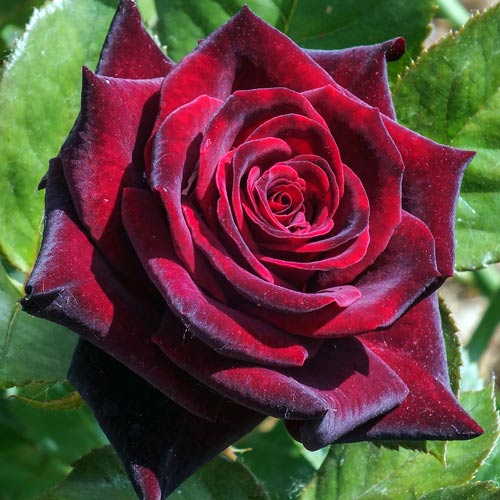1 szt, Róża wielkokwiatowa Black Magic - Sadzonki: Ilość w opakowaniu: 1 sadz