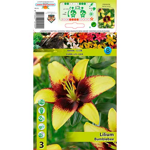 1 szt, Lilia azjatycka Bumblebee - Cebule: Ilość w opakowaniu: 3 szt.