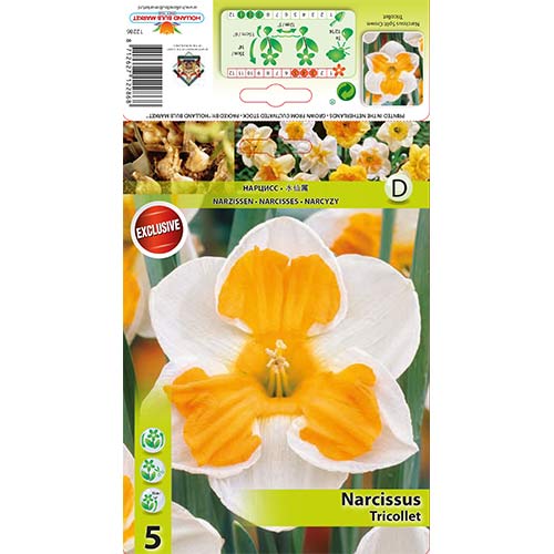 5 szt., Narcyz Tricollet - Cebule: Ilość w opakowaniu: 5 szt.