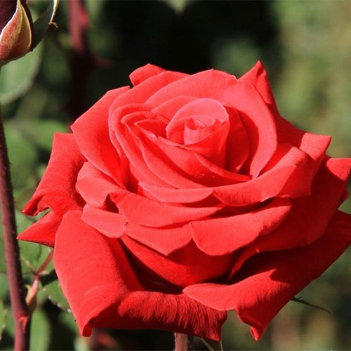 1 sadz, Róża (Rosa) wielkokwiatowa Red Berlin - Sadzonki: Ilość w opakowaniu: 1 sadz