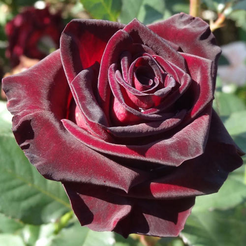 1 szt, Róża wielkokwiatowa Royal Baccara - Sadzonki: Ilość w opakowaniu: 1 sadz