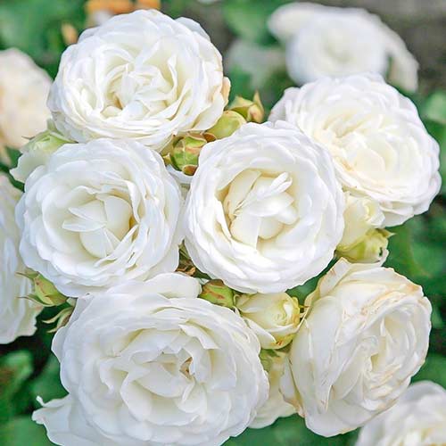 1 sadz, Róża miniaturowa White Babyflor - Sadzonki: Ilość w opakowaniu: 1 sadz