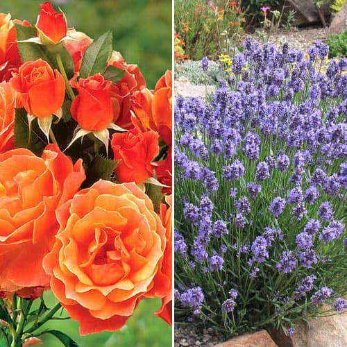 2 sadz, Super oferta! Zestaw Orange dream, róża i lawenda - Sadzonki: Ilość w opakowaniu: 2 sadz