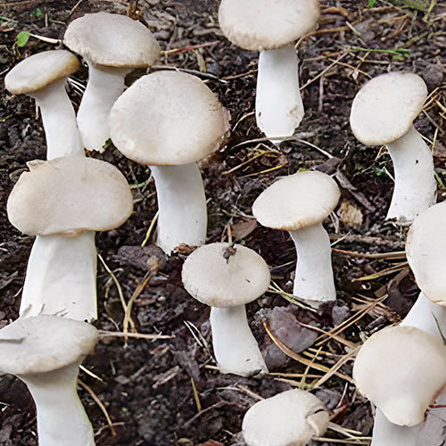 1 pac, Pleurotus regal (Păstrăvul scailor) - : Mod de ambalare: 1 pac