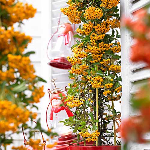 1 buc, Pyracantha Soleil d'Or - : Mod de ambalare: 1 buc