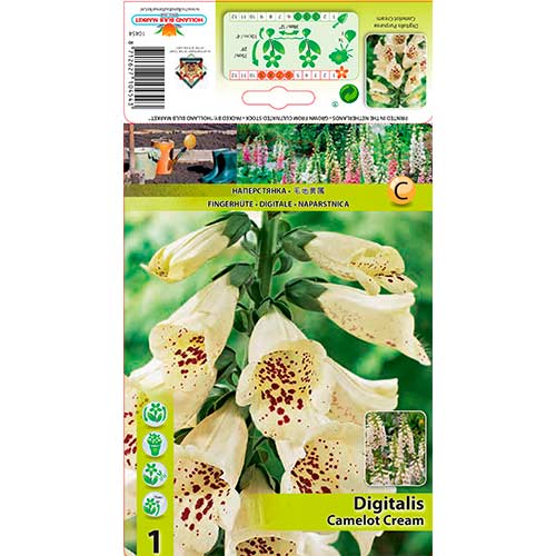 1 buc, Degețel (Digitalis) Camelot Cream - Bulbi: Mod de ambalare: 1 buc