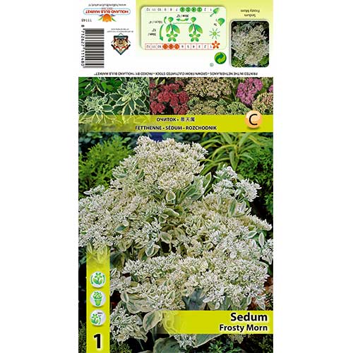 1 buc, Iarbă grasă (Sedum) Frosty Morn - Bulbi: Mod de ambalare: 1 buc