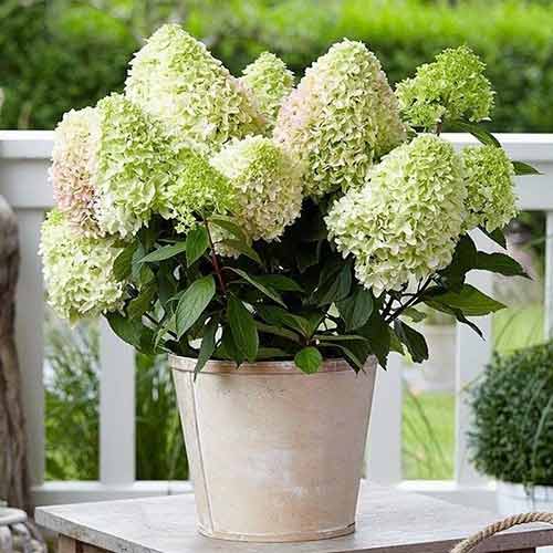 1 buc, Hortensia paniculată Little Lime - Răsaduri: Mod de ambalare: 1 buc