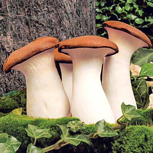 1 pac, Pleurotus Regal (Păstrăvul scailor) - : Mod de ambalare: 12 buc