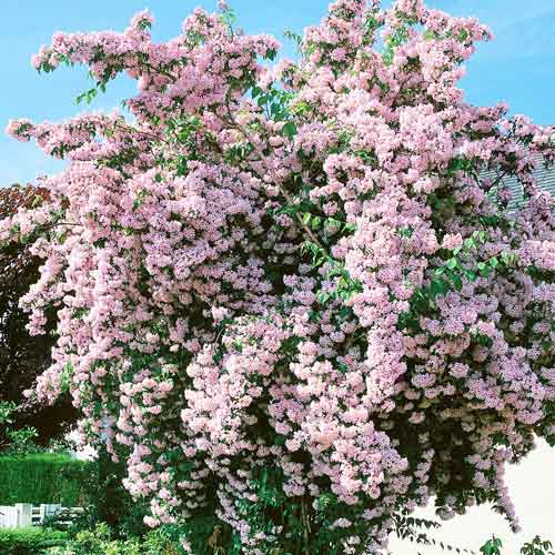 1 buc, Kolkwitzia amabilis Pink Cloud - Puieți: Mod de ambalare: 1 buc