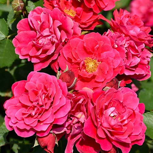 1 saz, Růže floribunda Nera Reka - : Monžstvo balíkov: 1 saz