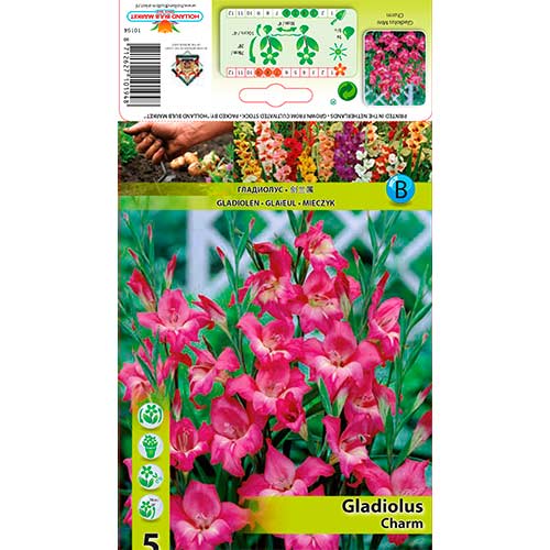 5 cib, Mečík drobnokvětý Charm - : Monžstvo balíkov: 5 cib