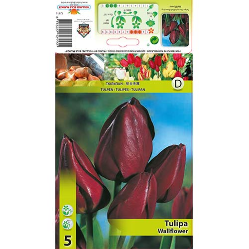 5 kus, Tulipán Wallflower - : Monžstvo balíkov: 5 kus