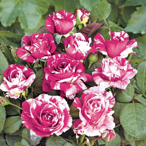 1 saz, Růže floribunda Scentimental , C5 - : Monžstvo balíkov: 1 saz