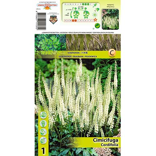 1 db, Szívlevelű poloskavész (Cimicifuga Cordifolia) - Évelő: Mod de ambalare: 1 db