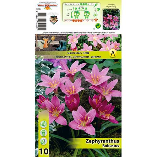 10 Stück, Zephyranthes Robustus - Zwiebeln: Ilość w opakowaniu: 10 Stück