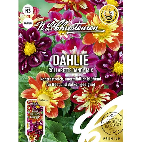 1 szt, Dahlie Collarette Dandy Mix - Samen: Ilość w opakowaniu: 1 Stück