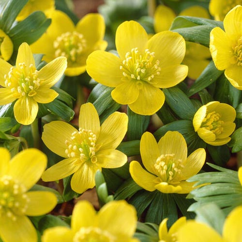 10 Stück, Winterlinge Hyemalis - Blumenzwiebeln: Ilość w opakowaniu: 10 Stück