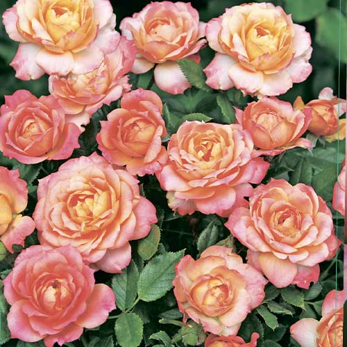 Rosa floribunda Briosa , C5 - Plântulas: Ilość w opakowaniu: 1 plant