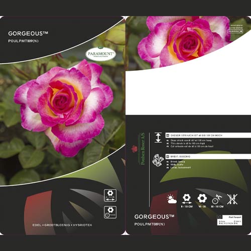 Rosa de flor grande Gorgeous Paramount , С5 - Plântulas: Ilość w opakowaniu: 1 plant