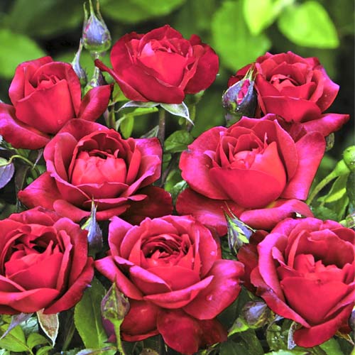 Rosa floribunda Hot Cocoa , C5 - Plántulas: Ilość w opakowaniu: 1 plantas